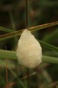 In the bracken patch with the butterflies I came across this mystery egg mass that I didn't recognise.