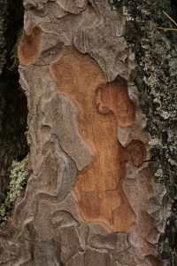 Bark pattern on one of the Scots pines (Pinus sylvestris).