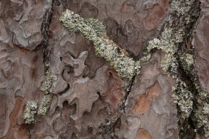 Detail of some of the pine bark. The section in the centre is about to flake off, and will reveal brighter reddish-orange bark underneath.