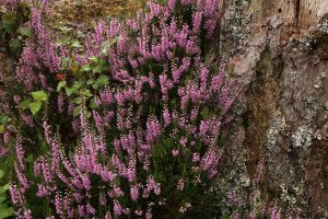 Downy birch seedling (Betula pubescens) amongst some heather (Calluna vulgaris) at the base of a Scots pine.
