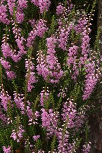 The heather was just at the peak of its blossoming, with vivid purple flowers all over it. 
