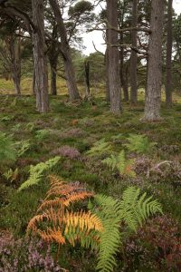 The bracken fronds change colour at slightly different rates to each other, as illustrated by the two in the foreground of tis image.
