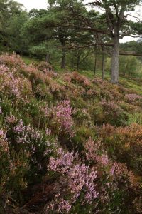 Growing on a hummocky slope, this patch of heather must have been less accessible to the deer, as it was larger and less suppressed by grazing than those on flatter ground nearby.