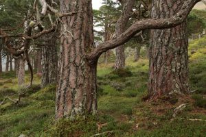 Scots pines (Pinus sylvestris) in Inchvuilt Wood.