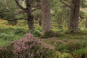 Photographing heather flowering in the pinewoods like this had been my main goal for the day.