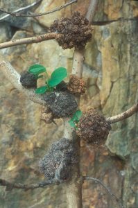 Cauliflower galls induced by a mite (Aceria populi) on one of the aspen stems at the base of the cliff, about 20 years ago.