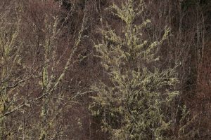 Some more downy birches festooned in lichens on the north shore of Loch Beinn a' Mheadhoin.