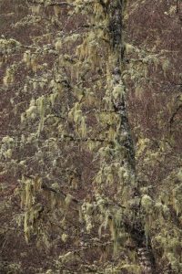 Closer view of one of the downy birches covered in old man's beard lichens (Usnea sp.) and other lichens.