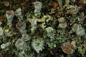 Lichen (Cladonia pyxidata) with podetia, growing on the wall of the bridge over the Allt Coire Beithe watercourse.