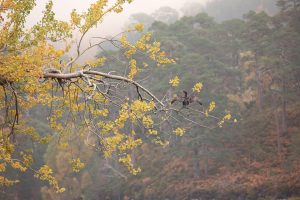 While I watched it, the cormorant displayed its characteristic behaviour of holding its wings outstretched, to dry them off after being in the water.