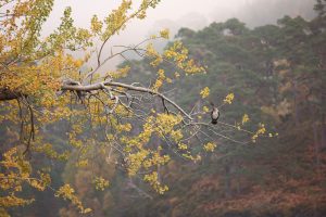 Cormorant (Phalacrocorax carbo) on a branch of the aspen tree.