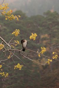 The cormorant spent quite a lot of time preening itself.