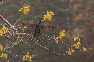 Here, the cormorant had almost completed its manoeuvre to turn around on the branch.