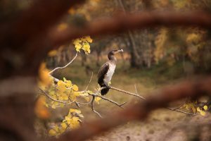 Scrambling through the trees enabled me to get much closer to the cormorant, while remaining partially hidden by the trunks and branches.