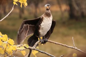 Here, it looked like the cormorant was proudly showing me the underside of one of its wings!