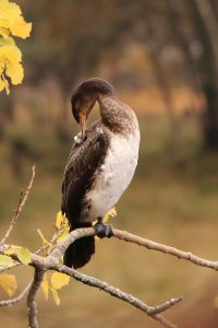 This was a much closer view of the cormorant preening itself.