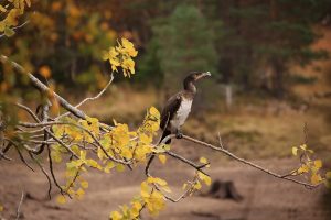 The cormorant seemed perfectly at peace on the aspen branch, with me less than 10 metres from it, amongst the trees.