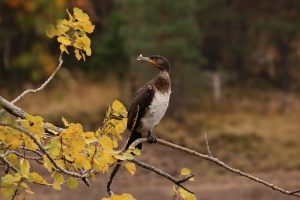 From time to time the cormorant would turn to look directly at me with one of its eyes, like this.