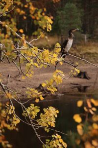 The leaves of the aspen tree that the cormorant was perched in were at the peak of their autumn colours.