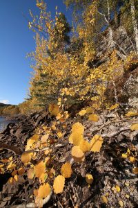 Aspen and Scots pines on the north shore of Loch Beinn a' Mheadhoin in October.