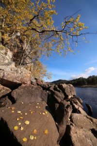 Some of the aspen leaves were beginning to fall from the trees.