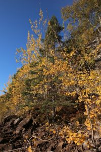 The aspens are growing amongst some Scots pines at the base of the cliffs.