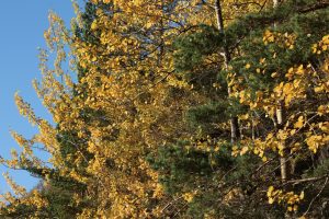 Closer view of the aspens growing amongst the Scots pines.