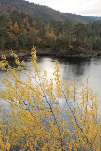 This aspen is growing at the top of the cliff, and is part of the same stand as that below, where the cormorant was perched.