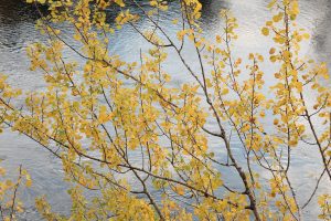 The leaves of the aspen were motionless on what was quite a wind-still day in the glen.