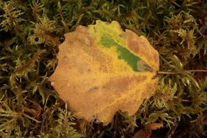 The green section in this fallen aspen leaf is an indication of a mine made in the leaf by a larva of the aspen green island leaf miner moth (Ectoedemia argyropeza).