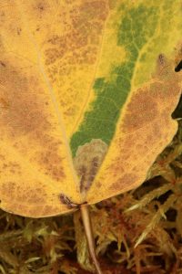 In this closer view of the aspen leaf, the mine made by the moth larva is the brown area at the base of the green wedge.