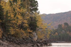 This more distant view shows the aspens and pines at the base of the cliffs, with the old pinewood visible on the other side of the loch.