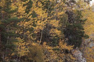 In order to get closer to the cormorant I had to scramble through the dense trees on the steep slope at the base of the cliff.