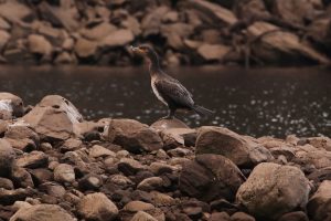 The cormorant had returned and was perched on this small gravel bar in the middle of the loch.