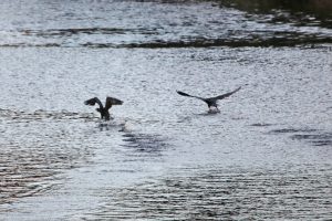 Before I could get closer to them than this, the cormorants took off and flew away.