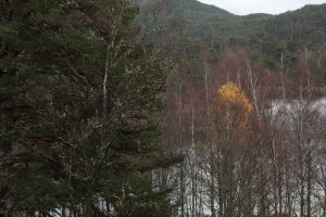 The lone birch with leaves stands out amongst the other birches and a Scots pine beside Loch Beinn a' Mheadhoin.