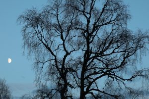 Moon beside a silver birch (Betula pendula) at dusk, on the north shore of Loch Beinn a' Mheadhoin.