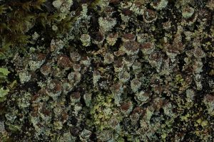 There was a large patch of this lichen (Cladonia pyxidata) growing on the bridge over the Allt Coire Beithe watercourse.