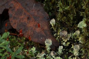 Here the lichen (Cladonia pyxidata) and the moss were growing beside the fallen leaf of a goat willow (Salix caprea).