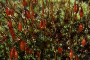 Closer view of the moss with plentiful spore capsules, growing on the parapet of the bridge.