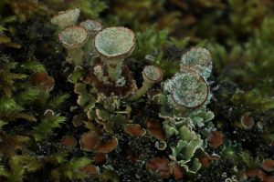 Another view of the lichen (Cladonia pyxidata), growing amongst some moss on the bridge.