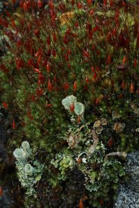 Here, the lichen (Cladonia pyxidata) is growing beside some moss with abundant spore capsules.