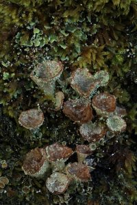 Closer view of some of the lichen (Cladonia pyxidata) on the bridge.