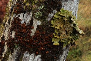 Brown lichen (Nephroma laevigatum) beside tree lungwort (Lobaria pulmonaria) and a white lichen (Thelotrema lepadinum) on the trunk of the goat willow tree (Salix caprea).