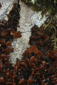 Closer view of the lichens - Nephroma laevigatum and Thelotrema lepadinum on the goat willow trunk.