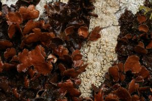 Closer view of the kidney lichen (Nephroma laevigatum) and the white lichen (Thelotrema lepadinum) on the trunk of the goat willow.