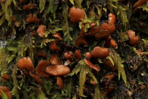 Another patch of the lichen (Nephroma laevigatum) amongst moss on the trunk of the goat willow.