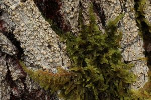 On another part of the goat willow trunk this patch of the lichen (Thelotrema lepadinum) was being overgrown by some moss.