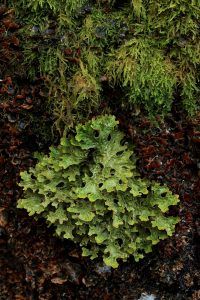 Tree lungwort (Lobaria pulmonaria), kidney lichen (Nephroma laevigatum) and moss on the trunk of a large goat willow on the other side of the burn.