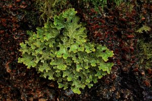 Closer view of the tree lungwort (Lobaria pulmonaria) amongst the kidney lichen (Nephroma laevigatum) on the trunk of the large goat willow.